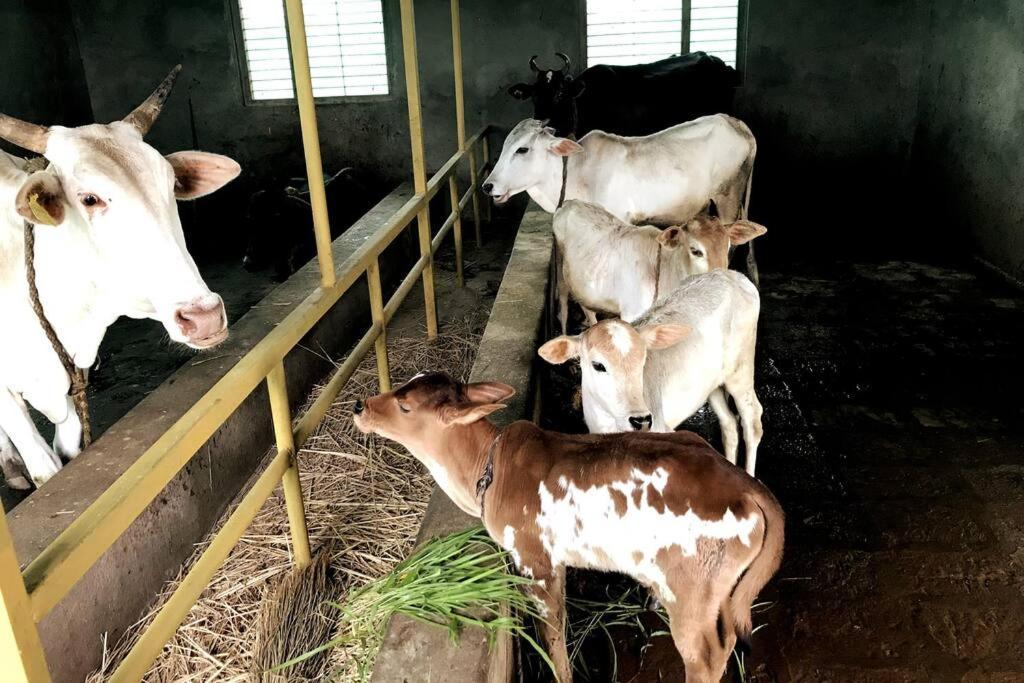 Mars Jungle Adventure Stud Farm With Private Jacuzzi Narsinge Exterior foto