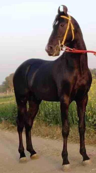 Mars Jungle Adventure Stud Farm With Private Jacuzzi Narsinge Exterior foto