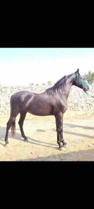Mars Jungle Adventure Stud Farm With Private Jacuzzi Narsinge Exterior foto